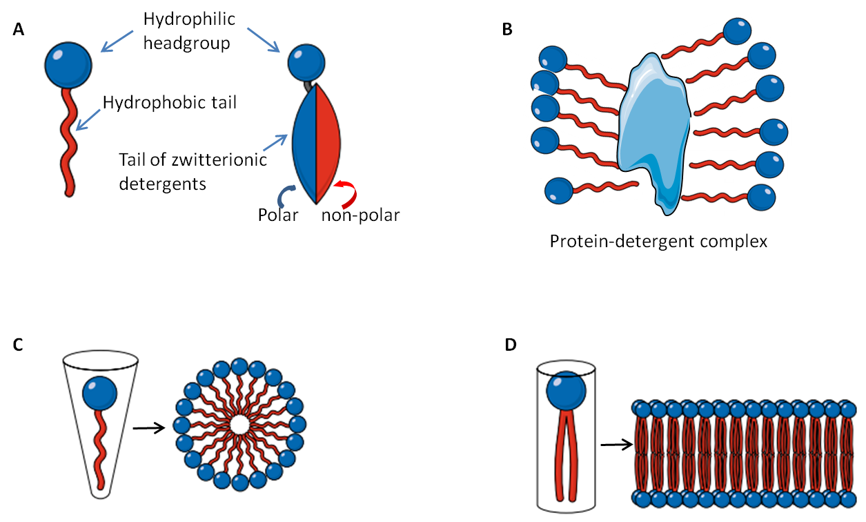 什么是生物去垢劑（應(yīng)用,選擇）？